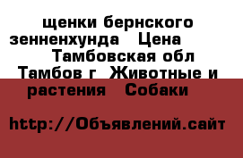  щенки бернского зенненхунда › Цена ­ 25 000 - Тамбовская обл., Тамбов г. Животные и растения » Собаки   